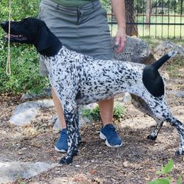 German Shorthaired Pointer puppies from Alvarado Farm Kennels, LLC