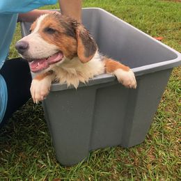 Pembroke Welsh Corgi Puppies from Miss Red's Corgi Farm