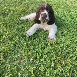 English Springer Spaniel Puppies from Sara's English Springer Spaniels