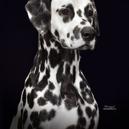 Torch - White and black Dalmatian puppy in Cleveland, Texas from Arrowhead Dalmatians
