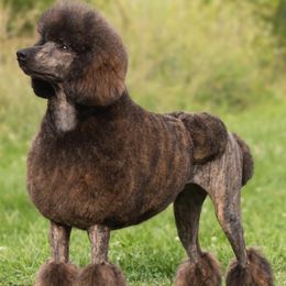 Poodle All Grown Up from Redmond Rose Kennels