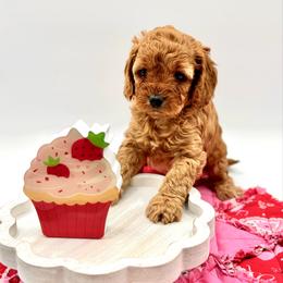 Cherry - Red female Cavapoo puppy in La Vernia, Texas from Texas Teddy Bears