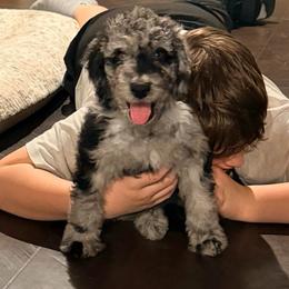 Mr. Dark Blue - Blue merle male Aussiedoodle puppy in Taylor, Missouri from Pawsitively Doodles
