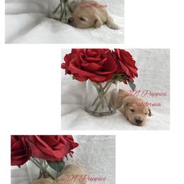 Boy 2 - Apricot male Maltipoo puppy in Denair, California from 209PuppiesCaliforniaMaltipoo