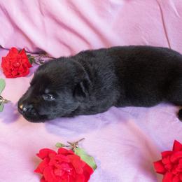 Orange Collar Girl - Black female German Shepherd puppy in Oxford, Arkansas from Atlas Shepherds