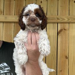 Rivers - Brown roan and tan male Cockapoo puppy in Connersville, Indiana from MoonShine Babies