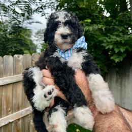 Chester - Black and white male Bernedoodle puppy in Holt, Missouri from Mindys Doodles