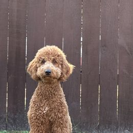 PurdyDoodles - Goldendoodle