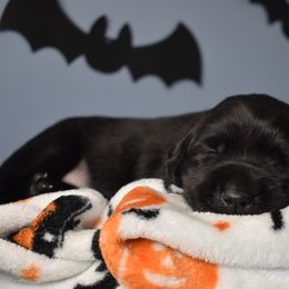 Dilute Retriever Puppies from Wicked Pines Retrievers