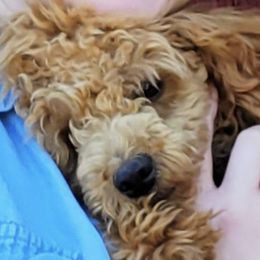 Miniature Schnauzers and Poodles from J's Puppies