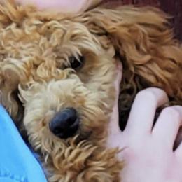 Miniature Schnauzers and Poodles from J's Puppies