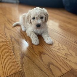 Salvador - Cream male Goldendoodle puppy in Stafford, Virginia from Morris Doodles Virginia