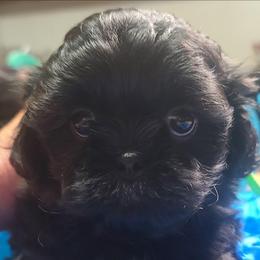 Puppy 3 - Black and white male Shih Tzu puppy in Belleville, Michigan from Patricia's Heavenly Earth Angels