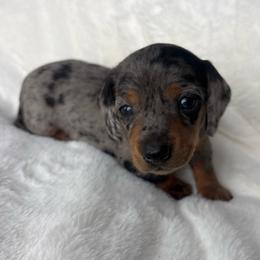 Ollie - Dapple male Dachshund puppy in Humphreys, Missouri from Foster’s Dachshunds