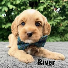Monarch River - Apricot male Australian Labradoodle puppy in Mason, Michigan from Monarch Labradoodles