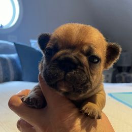 Sasha - Fawn female French Bulldog puppy in Shelbyville, Kentucky from Hidden Hickories Farm