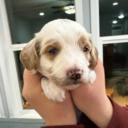 Ollie - White male Cavapoo puppy in Pasco, Washington from Beth's Cavapoos