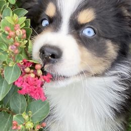 Australian Shepherd and Miniature Australian Shepherd Puppies from L Bar W Aussie Ranch