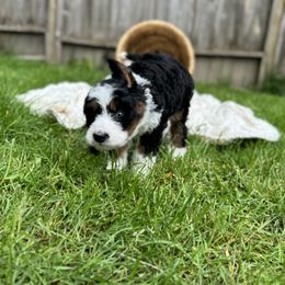 Bernedoodle Puppies from Bern'N Love Doodles