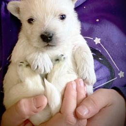 Mi-Ki and West Highland White Terrier Puppies from Cricket Hill’s Westies and Shekinah’s Mi-Kis
