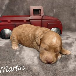 Martin - Cream male Goldendoodle puppy in Eau Claire, Wisconsin from Fisher River Doodle's