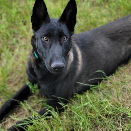 Ahsoka - Belgian Malinois