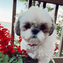 Goldendoodles and Shih Tzus from Happy_Tails_by_TJ