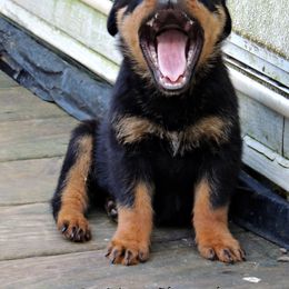 Black and Tan Coonhound and Rottweiler Puppies from Vom Heldenhaft Rottweilers