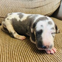 Blue Harlequin 2 - Blue male Great Dane puppy in Devine, Texas from Texas Devine Danes & Aussies