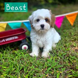 Beast - male Cavapoochon puppy in Bullard, Texas from Cavapoochon Central LLC