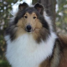 Collies from Costello Farm