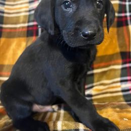 Labrador Retriever Puppies from Prairie State Labs