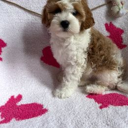 Cavapoo Puppies from Myles Barnum