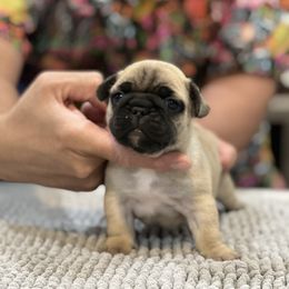 French Bulldog Puppies from Desert Madness Frenchies