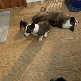 Cardigan Welsh Corgi Puppies from Luxe Cardigan Welsh Corgis