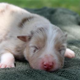 Daisy - Red merle female Australian Shepherd puppy in Star City, Arkansas from Blush & Lace Aussie Co.