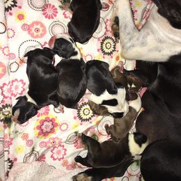 Boston Terrier Puppies from Beatrice's Kennels