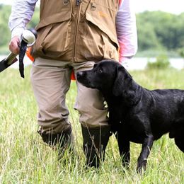Labrador Retrievers from Cuileann Labradors Ireland