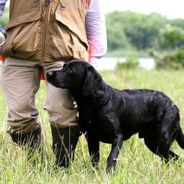 Labrador Retrievers from Cuileann Labradors Ireland