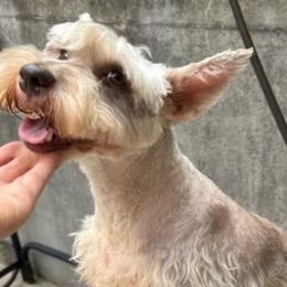 Darcie - Liver female Miniature Schnauzer puppy in Hull, Georgia from Ardent Miniature Schnauzers of Athens
