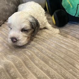 Patches - male Cockapoo puppy in Wellington, Kansas from Brian’s Puppies