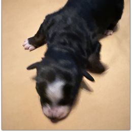 Boy 2 Aussie Doodle - Black male Miniature Australian Shepherd puppy in Pensacola, Florida from TNT MINI AUSSIES