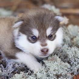 Icarius - Red and white male Pomsky puppy in Moultonborough, New Hampshire from Foxfire Arctic Spitz