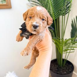 Cosmic Crisp - Red  male Goldendoodle puppy in West Haven, Utah from Split Mountain Doodles
