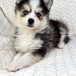 Adrian - Black and white female Pomsky puppy in Sheffield, Iowa from Clover Ridge Pomskies