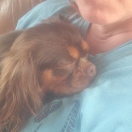 BRIE - Cavalier King Charles Spaniel