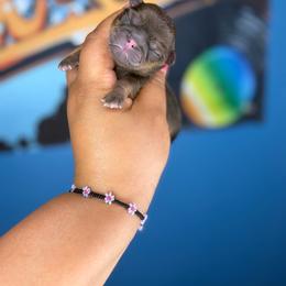 Boy 1 - Chocolate and tan male Shih Tzu puppy in Roseville, Michigan from Diamond Paws LLC