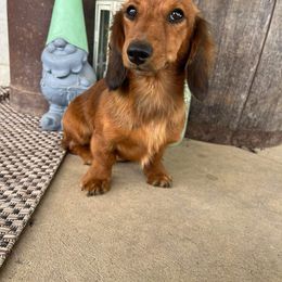 Timber - Dachshund
