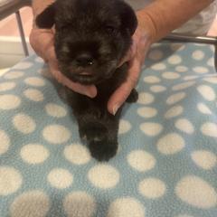 Boy - Pepper and salt male Standard Schnauzer puppy in Italy, Texas from Erregen kennels