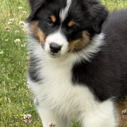 Australian Shepherd Puppies from SolarStorm Australian Shepherds